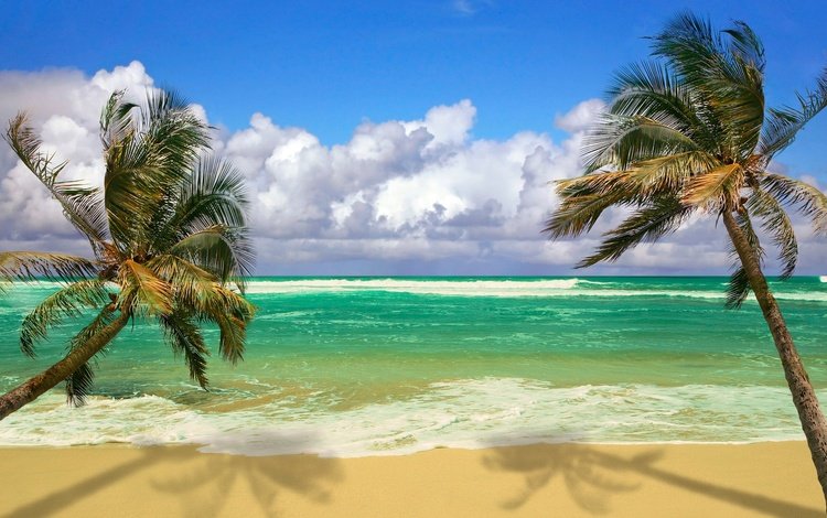 волны, песок, пляж, пальмы, тропики, wave, sand, beach, palm trees, tropics