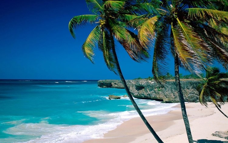 песок, пляж, пальмы, тропики, sand, beach, palm trees, tropics