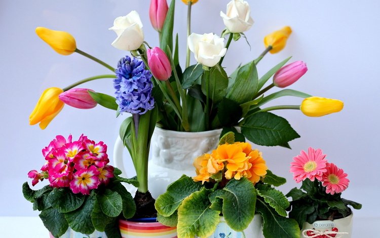 цветы, гиацинт, розы, горшки, букет, тюльпаны, ваза, герберы, примула, flowers, hyacinth, roses, pots, bouquet, tulips, vase, gerbera, primula