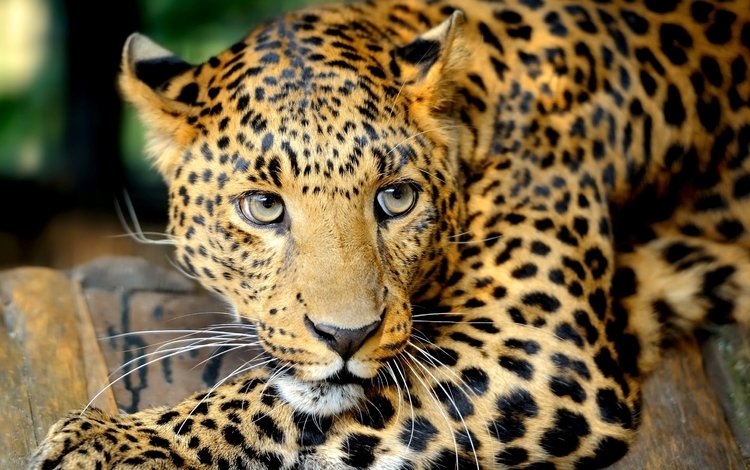 глаза, усы, взгляд, леопард, хищник, большая кошка, eyes, mustache, look, leopard, predator, big cat