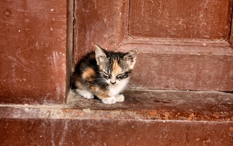 кошка, котенок, маленький, дверь, порог, cat, kitty, small, the door, the threshold