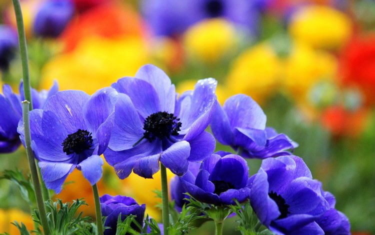 цветы, макро, лето, сад, синие, яркие, анемоны, flowers, macro, summer, garden, blue, bright, anemones