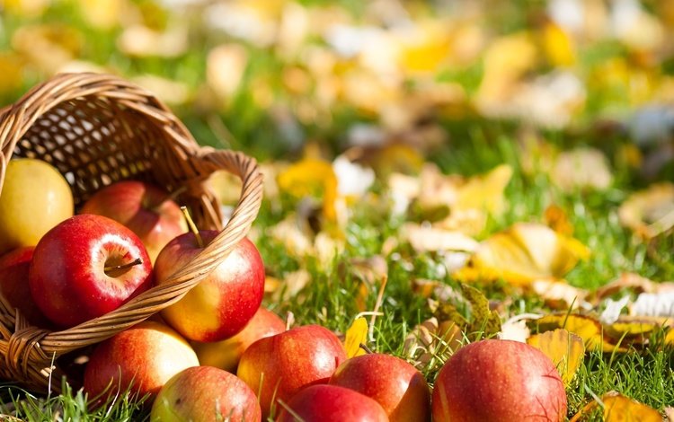 трава, листья, фрукты, яблоки, осень, корзина, grass, leaves, fruit, apples, autumn, basket