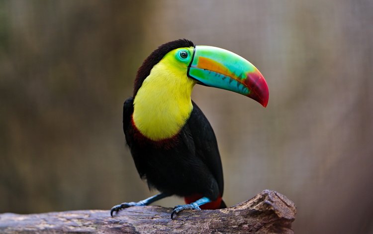 разноцветный, птица, тукан, клюв, оперение, colorful, bird, toucan, beak, tail