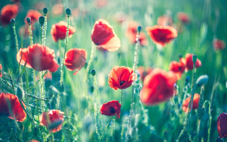 цветы, поле, лето, красные, маки, боке, flowers, field, summer, red, maki, bokeh