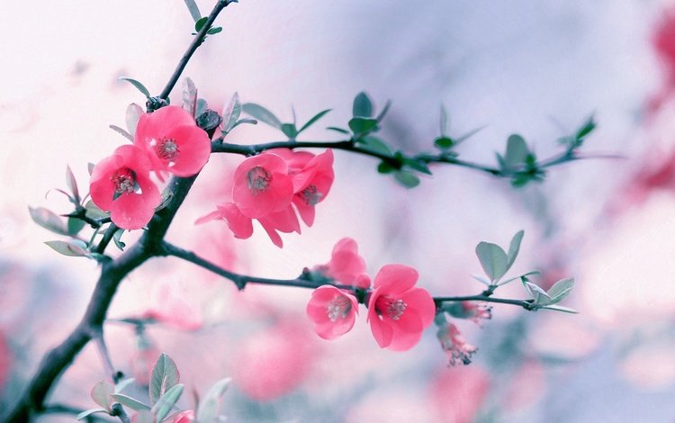 цветы, ветка, цветение, весна, розовые, боке, айва, flowers, branch, flowering, spring, pink, bokeh, quince
