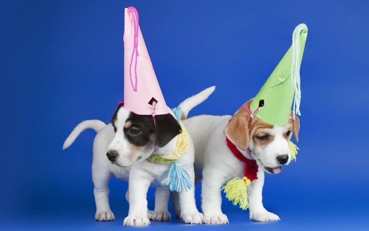щенки, праздник, синий фон, собаки, колпаки, puppies, holiday, blue background, dogs, caps