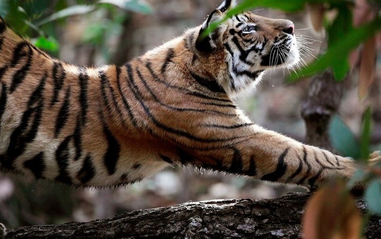 тигр, природа, хищник, большая кошка, утренняя разминка, tiger, nature, predator, big cat, morning warm-up