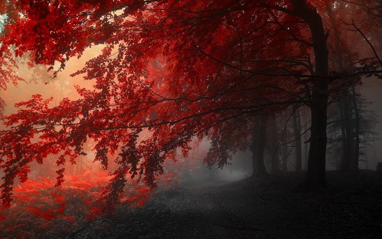 деревья, туман, осень, тропинка, фотография янека седлара, (janek sedlar), trees, fog, autumn, path, picture of janek sedlar