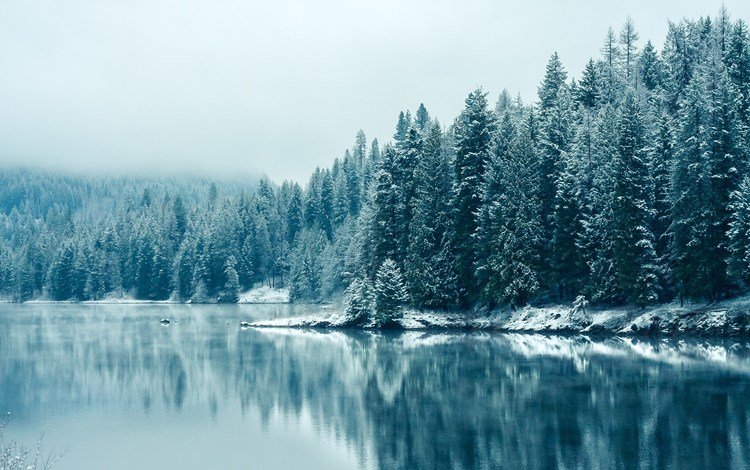 деревья, озеро, снег, лес, зима, отражение, туман, trees, lake, snow, forest, winter, reflection, fog