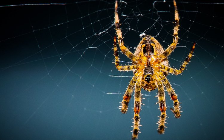 желтый, макро, фон, насекомые, паук, паутина, лапки, yellow, macro, background, insects, spider, web, legs