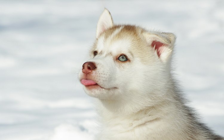 глаза, снег, мордочка, собака, щенок, хаски, язык, eyes, snow, muzzle, dog, puppy, husky, language