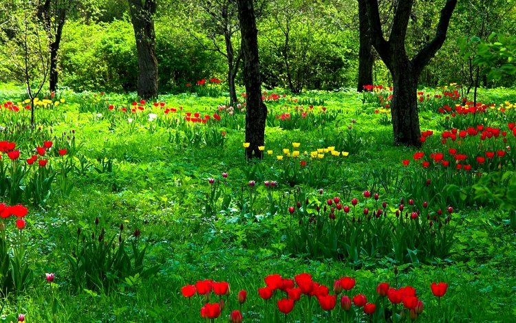 цветы, трава, деревья, природа, стволы, сад, весна, тюльпаны, flowers, grass, trees, nature, trunks, garden, spring, tulips