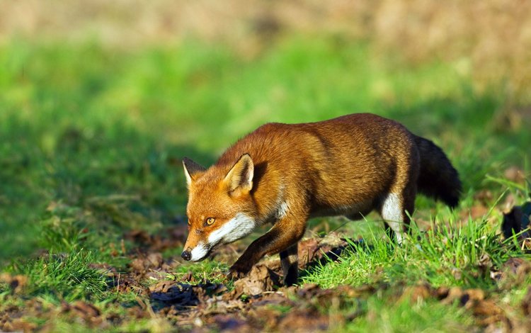 трава, рыжая, лиса, лисица, охота, grass, red, fox, hunting