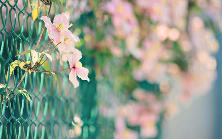 цветы, природа, забор, сетка, розовые, боке, нежные., flowers, nature, the fence, mesh, pink, bokeh, gentle.