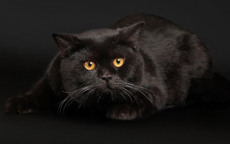 кот, усы, кошка, взгляд, черный, янтарные глаза, cat, mustache, look, black, amber eyes