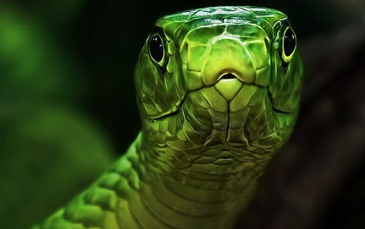 глаза, змея, зеленая, голова, пресмыкающееся, eyes, snake, green, head, reptile
