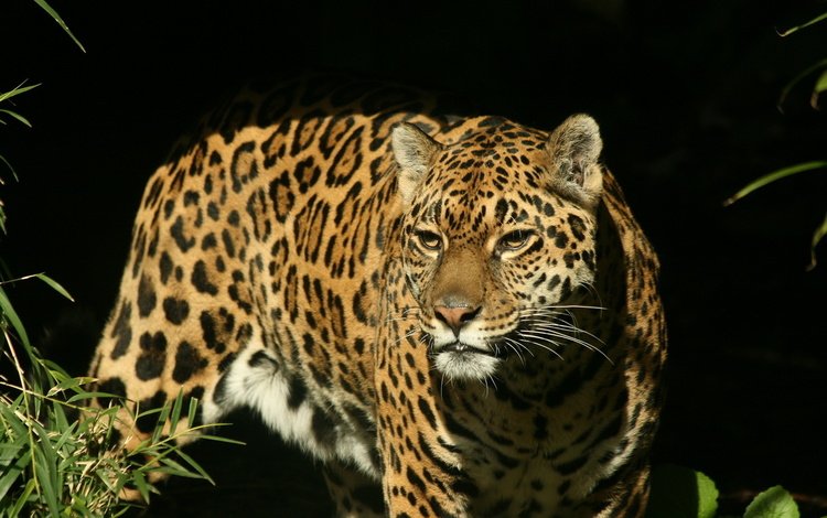 морда, взгляд, хищник, ягуар, охота, face, look, predator, jaguar, hunting