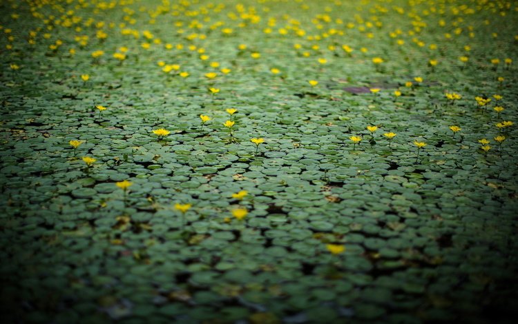 цветы, озеро, природа, лилии, желтые, поверхность, кувшинки, flowers, lake, nature, lily, yellow, surface, water lilies