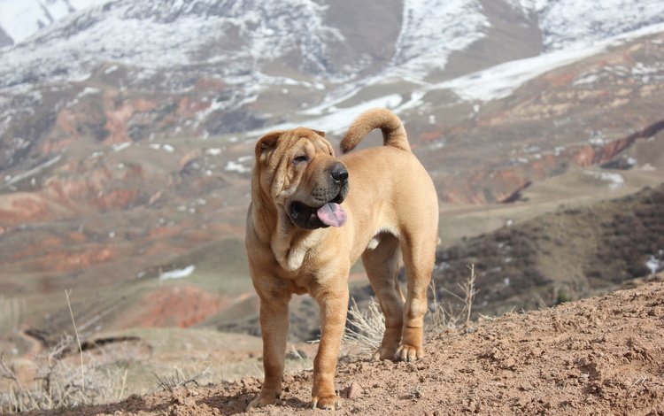 горы, собака, весна, шарпей, mountains, dog, spring, sharpay