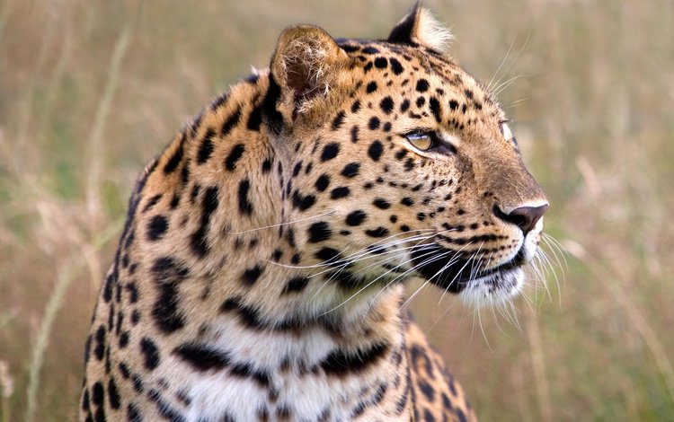 глаза, морда, леопард, хищник, большая кошка, eyes, face, leopard, predator, big cat
