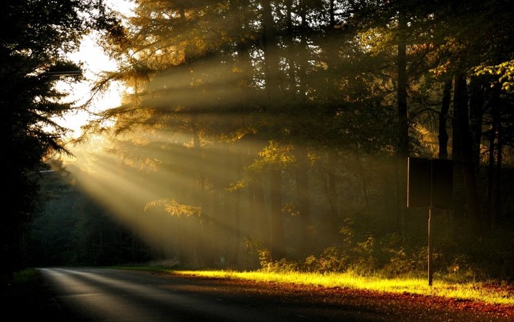 дорога, деревья, солнце, природа, лес, лучи, утро, рассвет, road, trees, the sun, nature, forest, rays, morning, dawn