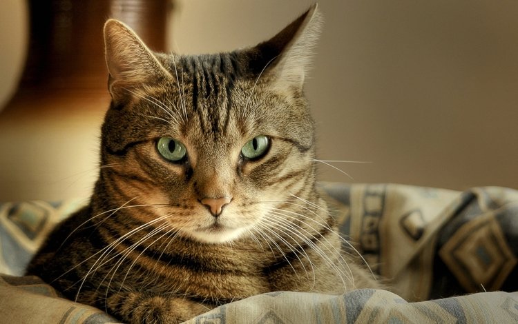 кот, усы, кошка, взгляд, ушки, зеленые глаза, полосатый, cat, mustache, look, ears, green eyes, striped