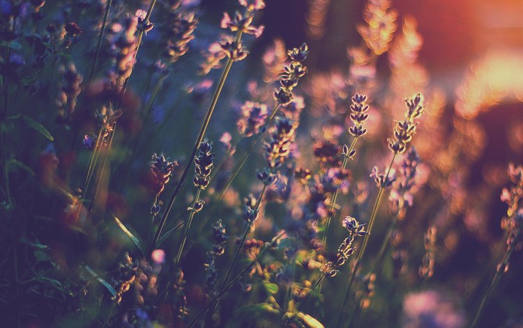 свет, цветы, лаванда, тепло, боке, light, flowers, lavender, heat, bokeh