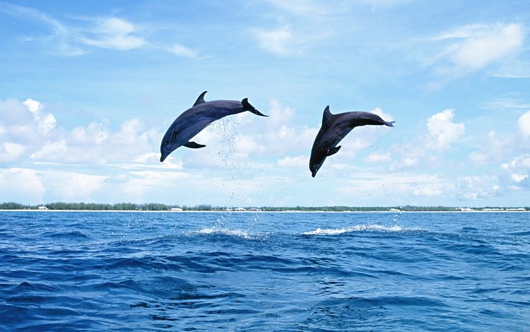 небо, волны, море, брызги, дельфины, прыжок над водой, the sky, wave, sea, squirt, dolphins, jump over the water