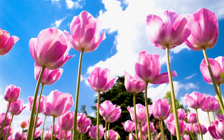 небо, цветы, облака, поле, лепестки, тюльпаны, розовые, голубое, the sky, flowers, clouds, field, petals, tulips, pink, blue