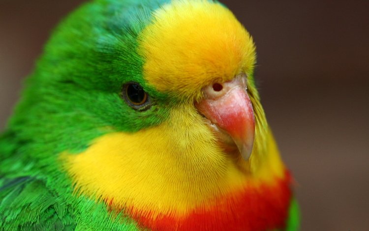 глаза, разноцветный, птица, клюв, перья, попугай, eyes, colorful, bird, beak, feathers, parrot