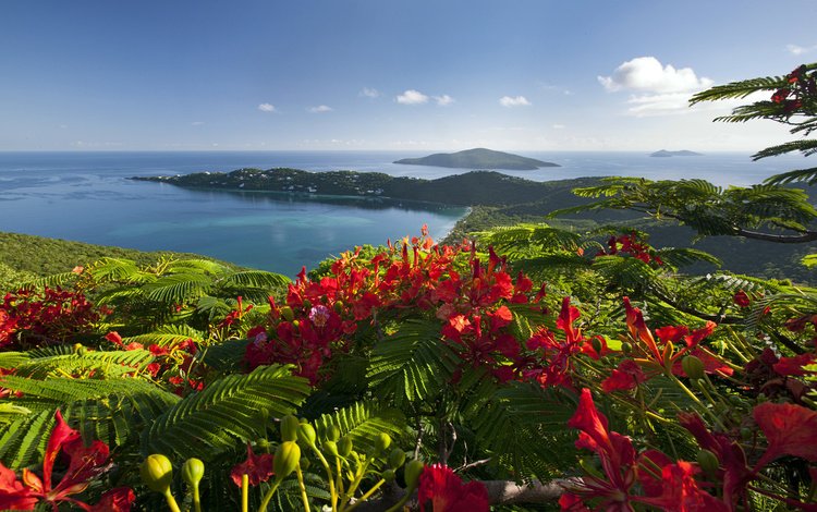 цветы, природа, пейзаж, море, карибские острова, flowers, nature, landscape, sea, caribbean islands