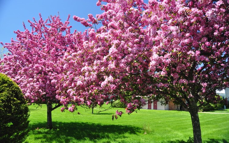 небо, дерево, зелёный, сад, весна, цветущие, газон, the sky, tree, green, garden, spring, blooming, lawn