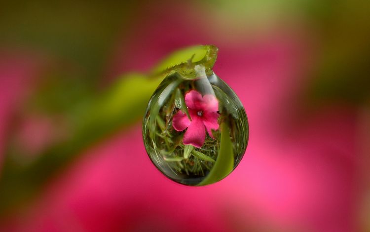 трава, стебель, вода, природа, цветок, роса, капля, листок, розовый, grass, stem, water, nature, flower, rosa, drop, leaf, pink