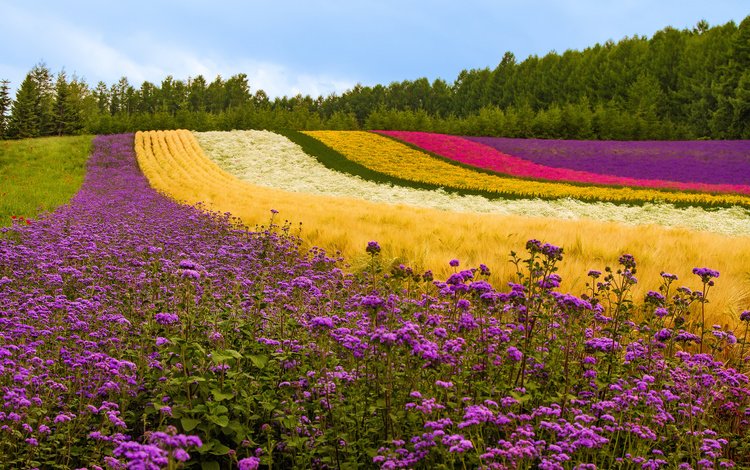 цветы, деревья, растения, поле, лаванда, япония, маки, холм, flowers, trees, plants, field, lavender, japan, maki, hill