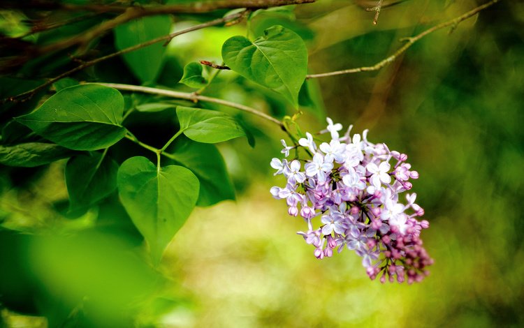 цветы, ветка, макро, весна, сирень, flowers, branch, macro, spring, lilac