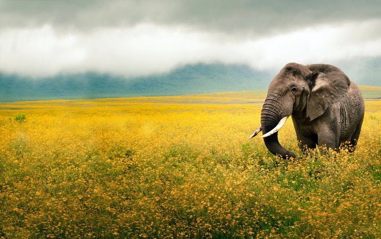 небо, цветы, животные, поле, слон, уши, желтые, хобот, the sky, flowers, animals, field, elephant, ears, yellow, trunk