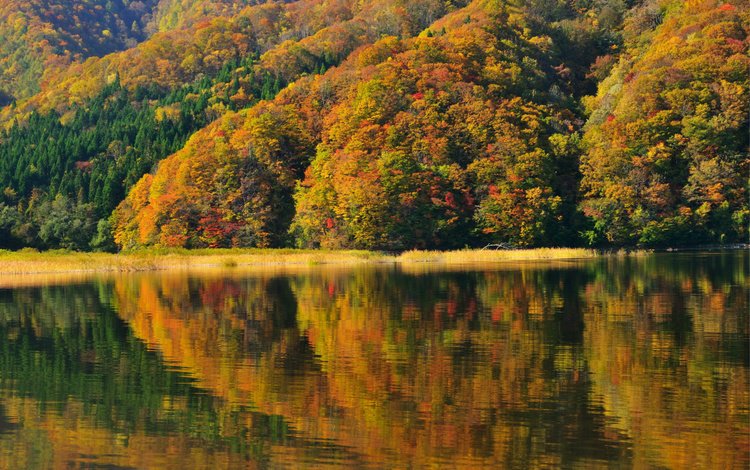 деревья, берег, отражение, осень, япония, фукусима, озеро акимото, trees, shore, reflection, autumn, japan, fukushima, lake akimoto