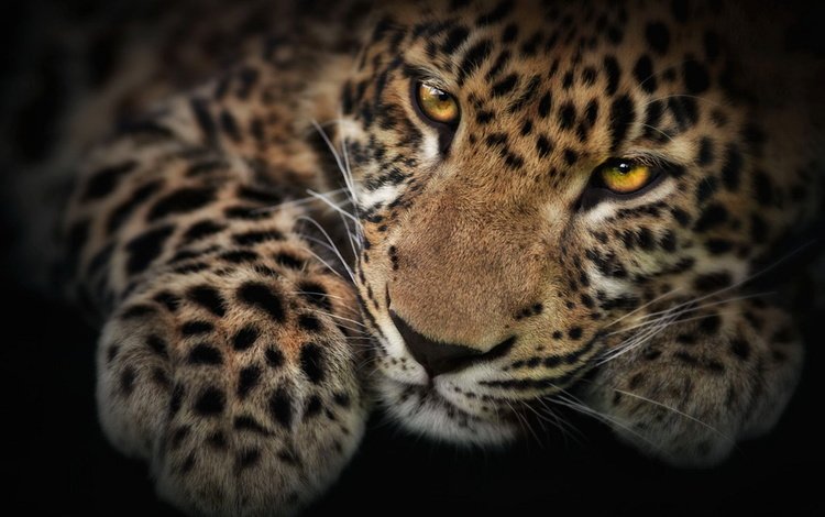 мордочка, взгляд, котенок, леопард, черный фон, лапа, детеныш, muzzle, look, kitty, leopard, black background, paw, cub