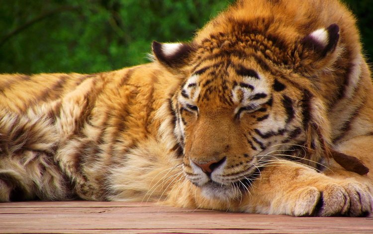 тигр, морда, лапы, лежит, спит, хищник, tiger, face, paws, lies, sleeping, predator