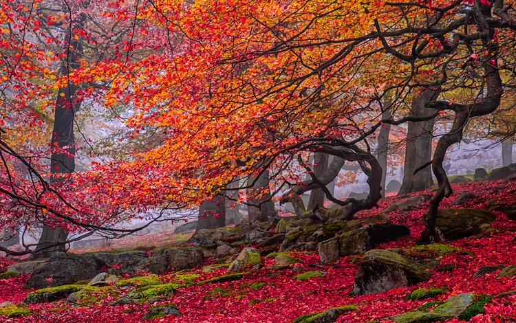 деревья, камни, листья, осень, красные, мох, желтые, trees, stones, leaves, autumn, red, moss, yellow
