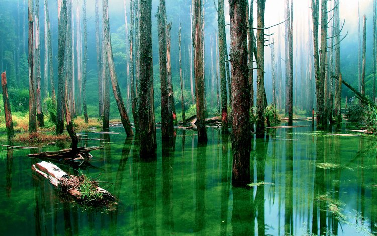 деревья, мой дом, вода, природа, лес, болото, стволы, сухие, топь, trees, my house, water, nature, forest, swamp, trunks, dry, the swamp