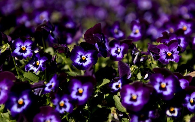 цветы, макро, анютины глазки, фиолетовые, flowers, macro, pansy, purple