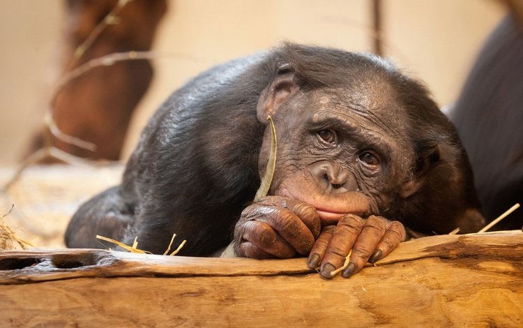 глаза, грусть, взгляд, обезьяна, шимпанзе, eyes, sadness, look, monkey, chimpanzees