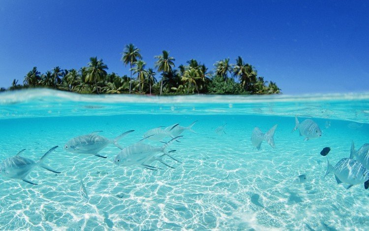 рыбы, пальмы, остров, тропики, мальдивы, fish, palm trees, island, tropics, the maldives