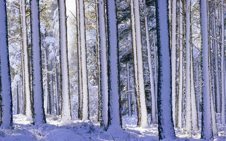 деревья, снег, лес, зима, стволы, хвойный лес, trees, snow, forest, winter, trunks, coniferous forest