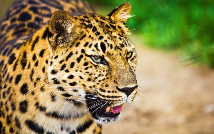 морда, усы, взгляд, леопард, большая кошка, пятнистая, face, mustache, look, leopard, big cat, spotted