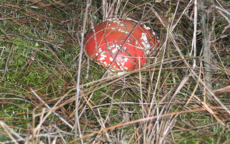 гриб, mushroom