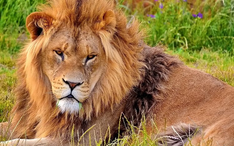 морда, львёнок, трава, смотрит, лежит, хищник, лев, зверь, грива, face, lion, grass, looks, lies, predator, leo, beast, mane