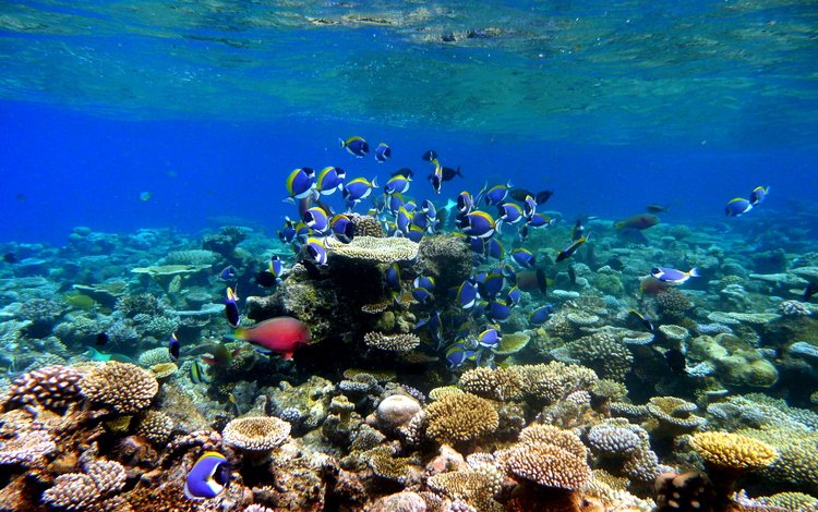 рыбки, рыбы, кораллы, тропики, подводный мир, мальдивы, fish, corals, tropics, underwater world, the maldives